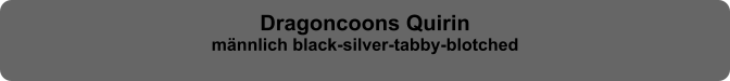 Dragoncoons Quirin mnnlich black-silver-tabby-blotched
